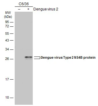 Non-infected (–) and infected (+) C6/36 whole cell extracts (15 μg) were separated by 12% SDS-PAGE, and the membrane was blotted with Dengue virus Type 2 NS4B protein antibody (GTX113375) diluted at 1:500. The HRP-conjugated anti-rabbit IgG antibody (GTX213110-01) was used to detect the primary antibody.