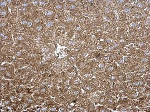 TPP1 antibody [N1C1] detects TPP1 protein at cytoplasm on mouse liver by immunohistochemical analysis. Sample: Paraffin-embedded mouse liver. TPP1 antibody [N1C1] (GTX113404) diluted at 1:500. 
 Antigen Retrieval: Trilogy? (EDTA based, pH 8.0) buffer, 15min