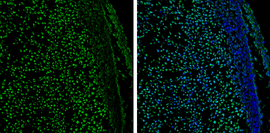 GATA2 antibody detects GATA2 protein by immunohistochemical analysis. Sample: Frozen-sectioned rat E13.5 brain. Green: GATA2 stained by GATA2 antibody (GTX113441) diluted at 1:250. Blue: Fluoroshield with DAPI (GTX30920).