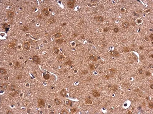 HPRT antibody