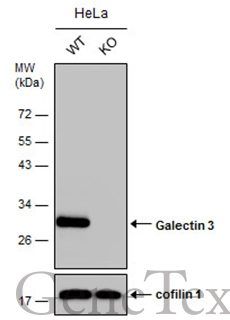 Wild-type (WT) and Galectin 3 knockout (KO) HeLa cell extracts (30 μg) were separated by 12% SDS-PAGE, and the membrane was blotted with Galectin 3 antibody (GTX113486) diluted at 1:10000. The HRP-conjugated anti-rabbit IgG antibody (GTX213110-01) was used to detect the primary antibody. Wild-type (WT) and Galectin 3 knockout (KO) HeLa cell extracts (30 μg) were separated by 12% SDS-PAGE, and the membrane was blotted with Galectin 3 antibody (GTX113486) diluted at 1:10000. The HRP-conjugated anti-rabbit IgG antibody (GTX213110-01) was used to detect the primary antibody.