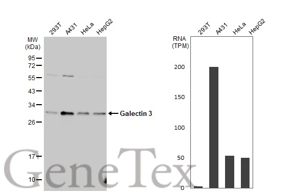 Various whole cell extracts (30 μg) were separated by 12% SDS-PAGE, and the membrane was blotted with Galectin 3 antibody (GTX113486) diluted at 1:1000. The HRP-conjugated anti-rabbit IgG antibody (GTX213110-01) was used to detect the primary antibody. Corresponding RNA expression data for the same cell lines are based on Human Protein Atlas program. Various whole cell extracts (30 μg) were separated by 12% SDS-PAGE, and the membrane was blotted with Galectin 3 antibody (GTX113486) diluted at 1:1000. The HRP-conjugated anti-rabbit IgG antibody (GTX213110-01) was used to detect the primary antibody. Corresponding RNA expression data for the same cell lines are based on Human Protein Atlas program.