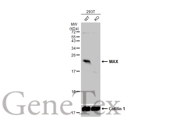 Wild-type (WT) and MAX knockout (KO) 293T cell extracts (30 μg) were separated by 15% SDS-PAGE, and the membrane was blotted with MAX antibody (GTX113492) diluted at 1:500. The HRP-conjugated anti-rabbit IgG antibody (GTX213110-01) was used to detect the primary antibody.