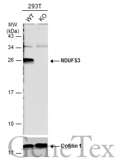 Wild-type (WT) and NDUFS3 knockout (KO) 293T cell extracts (30 μg) were separated by 12% SDS-PAGE, and the membrane was blotted with NDUFS3 antibody (GTX113504) diluted at 1:1000. The HRP-conjugated anti-rabbit IgG antibody (GTX213110-01) was used to detect the primary antibody.