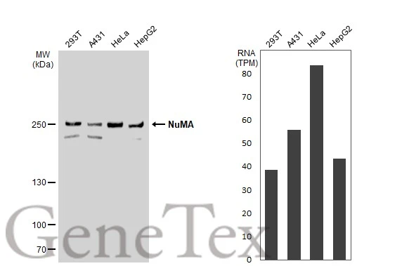 Various whole cell extracts (30 μg) were separated by 5% SDS-PAGE, and the membrane was blotted with NuMA antibody (GTX113510) diluted at 1:1000. The HRP-conjugated anti-rabbit IgG antibody (GTX213110-01) was used to detect the primary antibody. Corresponding RNA expression data for the same cell lines are based on Human Protein Atlas program.