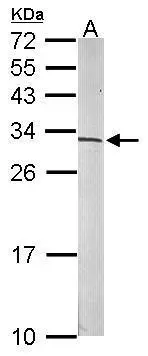 Various whole cell extracts (30 ug) were separated by 12% SDS-PAGE,and the membrane was blotted with RPS6 antibody (GTX113542) diluted at 1:500. The HRP-conjugated anti-rabbit IgG antibody (GTX213110-01) was used to detect the primary antibody.