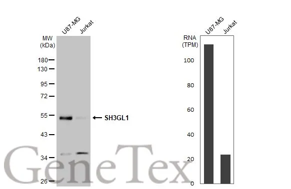 Various whole cell extracts (30 μg) were separated by 10% SDS-PAGE, and the membrane was blotted with SH3GL1 antibody [N3C3] (GTX113548) diluted at 1:1000. The HRP-conjugated anti-rabbit IgG antibody (GTX213110-01) was used to detect the primary antibody. Corresponding RNA expression data for the same cell lines are based on Human Protein Atlas program.