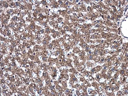 Syntaxin 1a antibody