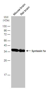 Syntaxin 1a antibody