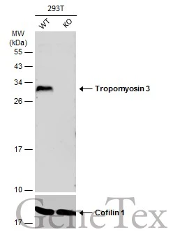 Wild-type (WT) and Tropomyosin 3 knockout (KO) 293T cell extracts (30 μg) were separated by 12% SDS-PAGE, and the membrane was blotted with Tropomyosin 3 antibody [N2C3] (GTX113568) diluted at 1:1000. The HRP-conjugated anti-rabbit IgG antibody (GTX213110-01) was used to detect the primary antibody.