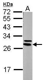 Sample (20 ug of whole cell lysate) A: mouse brain 12% SDS PAGE GTX113576 diluted at 1:10000