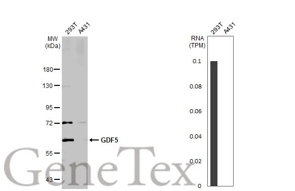 Various whole cell extracts (30 Aμg) were separated by 7.5% SDS-PAGE, and the membrane was blotted with GDF5 antibody (GTX113580) diluted at 1:1000. The HRP-conjugated anti-rabbit IgG antibody (GTX213110-01) was used to detect the primary antibody, and the signal was developed with Trident ECL plus-Enhanced. Corresponding RNA expression data for the same cell lines are based on Human Protein Atlas program.