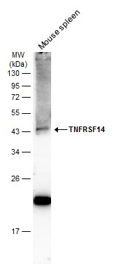 Mouse tissue extract (30 μg) was separated by 10% SDS-PAGE, and the membrane was blotted with TNFRSF14 antibody [N2C3] (GTX113589) diluted at 1:500. The HRP-conjugated anti-rabbit IgG antibody (GTX213110-01) was used to detect the primary antibody.