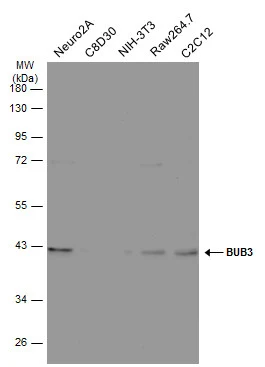 Various whole cell extracts (30 μg) were separated by 10% SDS-PAGE, and the membrane was blotted with BUB3 antibody [N1C1] (GTX113595) diluted at 1:500. The HRP-conjugated anti-rabbit IgG antibody (GTX213110-01) was used to detect the primary antibody.