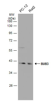 Various whole cell extracts (30 μg) were separated by 10% SDS-PAGE, and the membrane was blotted with BUB3 antibody [N1C1] (GTX113595) diluted at 1:500. The HRP-conjugated anti-rabbit IgG antibody (GTX213110-01) was used to detect the primary antibody.