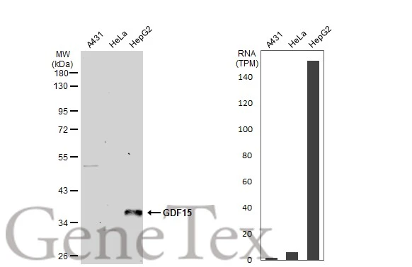 Various whole cell extracts (30 μg) were separated by 10% SDS-PAGE, and the membrane was blotted with GDF15 antibody [N1C3] (GTX113598) diluted at 1:1000. The HRP-conjugated anti-rabbit IgG antibody (GTX213110-01) was used to detect the primary antibody. Corresponding RNA expression data for the same cell lines are based on Human Protein Atlas program.