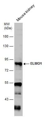 Mouse tissue extract (50 μg) was separated by 7.5% SDS-PAGE, and the membrane was blotted with ELMO1 antibody [C1C3] (GTX113600) diluted at 1:1000.