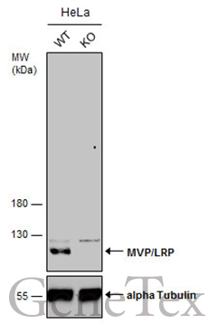 Wild-type (WT) and MVP/LRP knockout (KO) HeLa cell extracts (30 μg) were separated by 7.5% SDS-PAGE, and the membrane was blotted with MVP/LRP antibody (GTX113601) diluted at 1:500. The HRP-conjugated anti-rabbit IgG antibody (GTX213110-01) was used to detect the primary antibody. Wild-type (WT) and MVP/LRP knockout (KO) HeLa cell extracts (30 μg) were separated by 7.5% SDS-PAGE, and the membrane was blotted with MVP/LRP antibody (GTX113601) diluted at 1:500. The HRP-conjugated anti-rabbit IgG antibody (GTX213110-01) was used to detect the primary antibody.