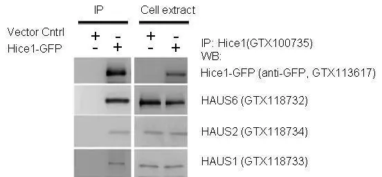 IP-WB assay to show that Hice1 (GTX113617) co-immunoprecipitated with other Augmin components HAUS6 (GTX118732),HAUS2 (GTX118734) and HAUS1 (GTX118733) in U2OS cells.