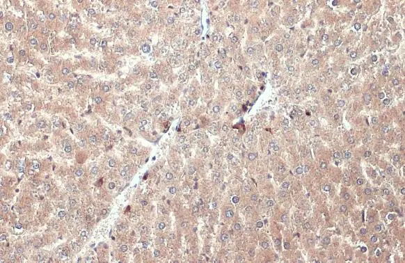 Apolipoprotein H antibody [N1C2] detects Apolipoprotein H protein at cytoplasm by immunohistochemical analysis. Sample: Paraffin-embedded mouse liver. Apolipoprotein H stained by Apolipoprotein H antibody [N1C2] (GTX113627) diluted at 1:500. Antigen Retrieval: Citrate buffer, pH 6.0, 15 min