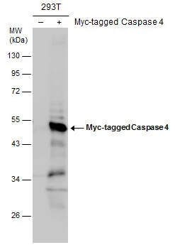 Non-transfected (–) and transfected (+) 293T whole cell extracts (30 μg) were separated by 10% SDS-PAGE, and the membrane was blotted with Caspase 4 antibody (GTX113639) diluted at 1:1000.