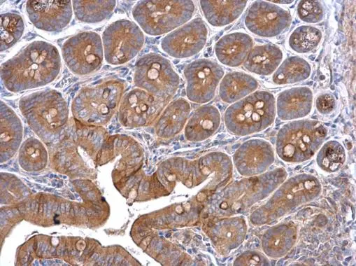 Cortactin antibody [N1C1]