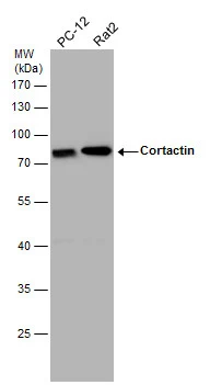 Cortactin antibody [N1C1]