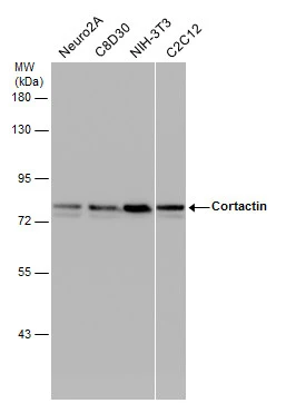 Cortactin antibody [N1C1]
