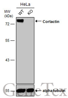 Cortactin antibody [N1C1]