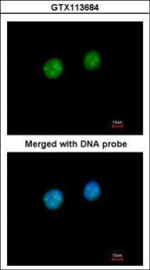 GTX113684 ICC/IF Image