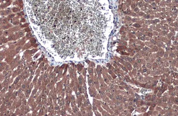 Factor IX antibody [N3C3] detects Factor IX protein at cytoplasm by immunohistochemical analysis. Sample: Paraffin-embedded mouse liver. Factor IX stained by Factor IX antibody [N3C3] (GTX113689) diluted at 1:500. Antigen Retrieval: Citrate buffer, pH 6.0, 15 min
