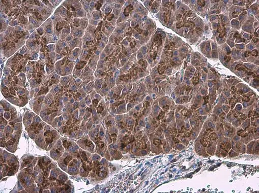 Factor IX antibody [N3C3] detects Factor IX protein at cytoplasm in mouse pancreas by immunohistochemical analysis. Sample: Paraffin-embedded mouse pancreas. Factor IX antibody [N3C3] (GTX113689) diluted at 1:500. 
 Antigen Retrieval: Citrate buffer, pH 6.0, 15 min