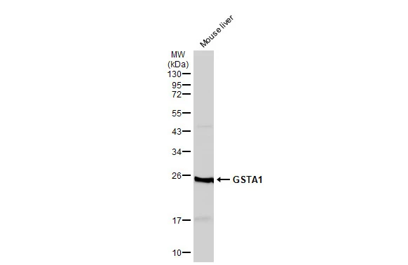Mouse tissue extract (50 μg) was separated by 12% SDS-PAGE, and the membrane was blotted with GSTA1 antibody (GTX113722) diluted at 1:500. The HRP-conjugated anti-rabbit IgG antibody (GTX213110-01) was used to detect the primary antibody.