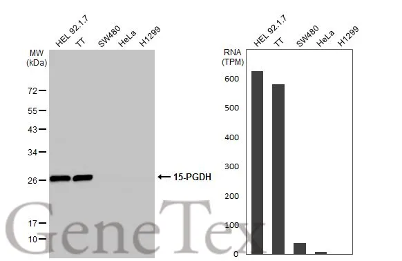 Various whole cell extracts (30 μg) were separated by 12% SDS-PAGE, and the membrane was blotted with 15-PGDH antibody (GTX113740) diluted at 1:1000. The HRP-conjugated anti-rabbit IgG antibody (GTX213110-01) was used to detect the primary antibody. Corresponding RNA expression data for the same cell lines are based on Human Protein Atlas program.