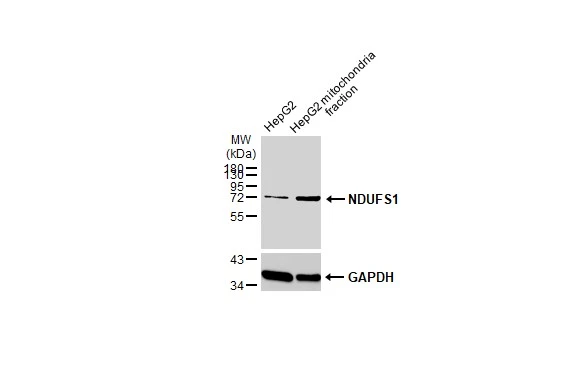 HepG2 and mitochondria extracts (30 μg) were separated by SDS-PAGE, and the membrane was blotted with NDUFS1 antibody (GTX113787) diluted at 1:1000. The HRP-conjugated anti-rabbit IgG antibody (GTX213110-01) was used to detect the primary antibody.