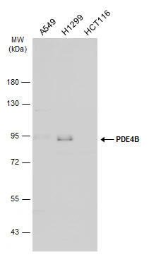 Various whole cell extracts (30 μg) were separated by 7.5% SDS-PAGE, and the membrane was blotted with PDE4B antibody [C2C3], C-term (GTX113798) diluted at 1:1000. The HRP-conjugated anti-rabbit IgG antibody (GTX213110-01) was used to detect the primary antibody, and the signal was developed with Trident ECL plus-Enhanced.