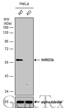 Wild-type (WT) and hHR23b knockout (KO) HeLa cell extracts (30 μg) were separated by 10% SDS-PAGE, and the membrane was blotted with hHR23b antibody (GTX113820) diluted at 1:1000. The HRP-conjugated anti-rabbit IgG antibody (GTX213110-01) was used to detect the primary antibody.