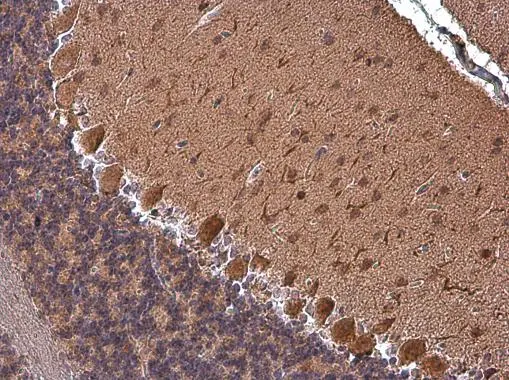 Rap1GAP antibody [N2C2], Internal detects Rap1GAP protein at cytoplasm in mouse brain by immunohistochemical analysis. Sample: Paraffin-embedded mouse brain. Rap1GAP antibody [N2C2], Internal (GTX113821) diluted at 1:500. 
 Antigen Retrieval: Citrate buffer, pH 6.0, 15 min