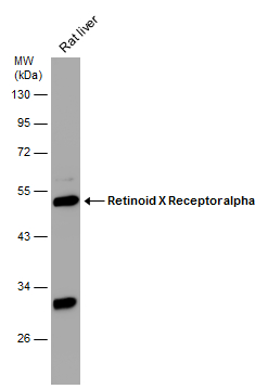 Rat tissue extract (30 μg) was separated by 10% SDS-PAGE, and the membrane was blotted with Retinoid X Receptor alpha antibody (GTX113828) diluted at 1:500.