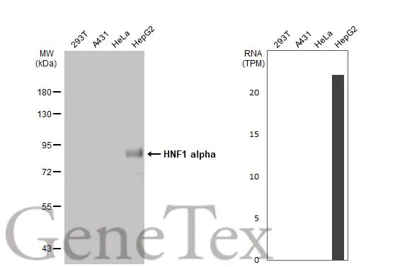Various whole cell extracts (30 μg) were separated by 7.5% SDS-PAGE, and the membrane was blotted with HNF1 alpha antibody [N1N3] (GTX113850) diluted at 1:2000. The HRP-conjugated anti-rabbit IgG antibody (GTX213110-01) was used to detect the primary antibody. Corresponding RNA expression data for the same cell lines are based on Human Protein Atlas program.