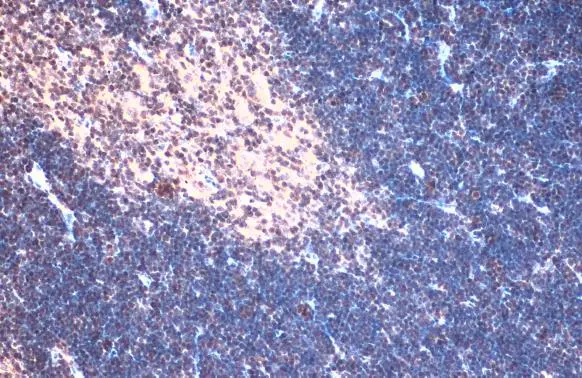 TCF7 antibody detects TCF7 protein at nucleus by immunohistochemical analysis. Sample: Paraffin-embedded mouse thymus gland. TCF7 stained by TCF7 antibody (GTX113851) diluted at 1:500. Antigen Retrieval: Citrate buffer, pH 6.0, 15 min