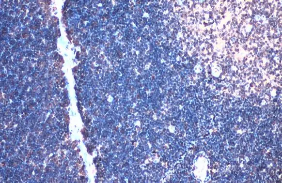 TCF7 antibody detects TCF7 protein at nucleus by immunohistochemical analysis. Sample: Paraffin-embedded rat thymus gland. TCF7 stained by TCF7 antibody (GTX113851) diluted at 1:500. Antigen Retrieval: Citrate buffer, pH 6.0, 15 min