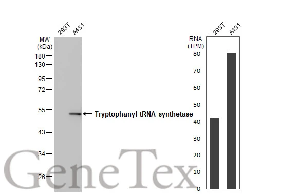 Various whole cell extracts (30 μg) were separated by 10% SDS-PAGE, and the membrane was blotted with Tryptophanyl tRNA synthetase antibody (GTX113861) diluted at 1:10000. The HRP-conjugated anti-rabbit IgG antibody (GTX213110-01) was used to detect the primary antibody. Corresponding RNA expression data for the same cell lines are based on Human Protein Atlas program.