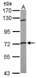FXR1 antibody