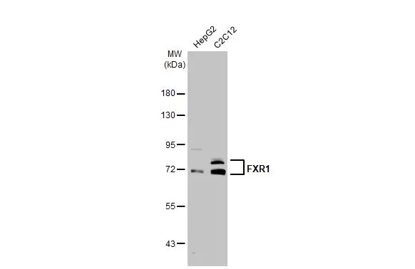 Various whole cell extracts (30 μg) were separated by 7.5% SDS-PAGE, and the membrane was blotted with FXR1 antibody (GTX113867) diluted at 1:1000. The HRP-conjugated anti-rabbit IgG antibody (GTX213110-01) was used to detect the primary antibody.