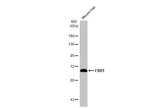Mouse tissue extract (50 μg) was separated by 7.5% SDS-PAGE, and the membrane was blotted with FXR1 antibody (GTX113867) diluted at 1:1000. The HRP-conjugated anti-rabbit IgG antibody (GTX213110-01) was used to detect the primary antibody.