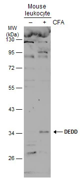 Untreated (–) and treated (+) mouse leukocyte extracts (30 μg) were separated by 10% SDS-PAGE, and the membrane was blotted with DEDD antibody (GTX113895) diluted at 1:500. The HRP-conjugated anti-rabbit IgG antibody (GTX213110-01) was used to detect the primary antibody.