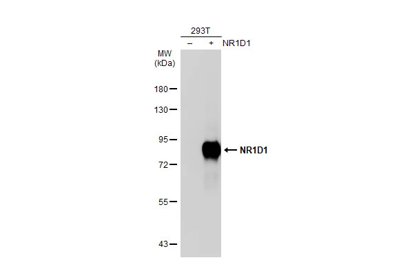 NR1D1 antibody