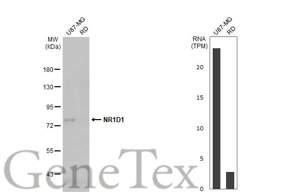 Various whole cell extracts (30 μg) were separated by 7.5% SDS-PAGE, and the membrane was blotted with NR1D1 antibody (GTX113904) diluted at 1:1000. The HRP-conjugated anti-rabbit IgG antibody (GTX213110-01) was used to detect the primary antibody, and the signal was developed with Trident ECL plus-Enhanced. Corresponding RNA expression data for the same cell lines are based on Human Protein Atlas program.