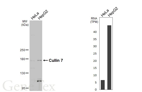 Various whole cell extracts (30 μg) were separated by 5% SDS-PAGE, and the membrane was blotted with Cullin 7 antibody [C2C3], C-term (GTX113906) diluted at 1:1000. The HRP-conjugated anti-rabbit IgG antibody (GTX213110-01) was used to detect the primary antibody. Corresponding RNA expression data for the same cell lines are based on Human Protein Atlas program.